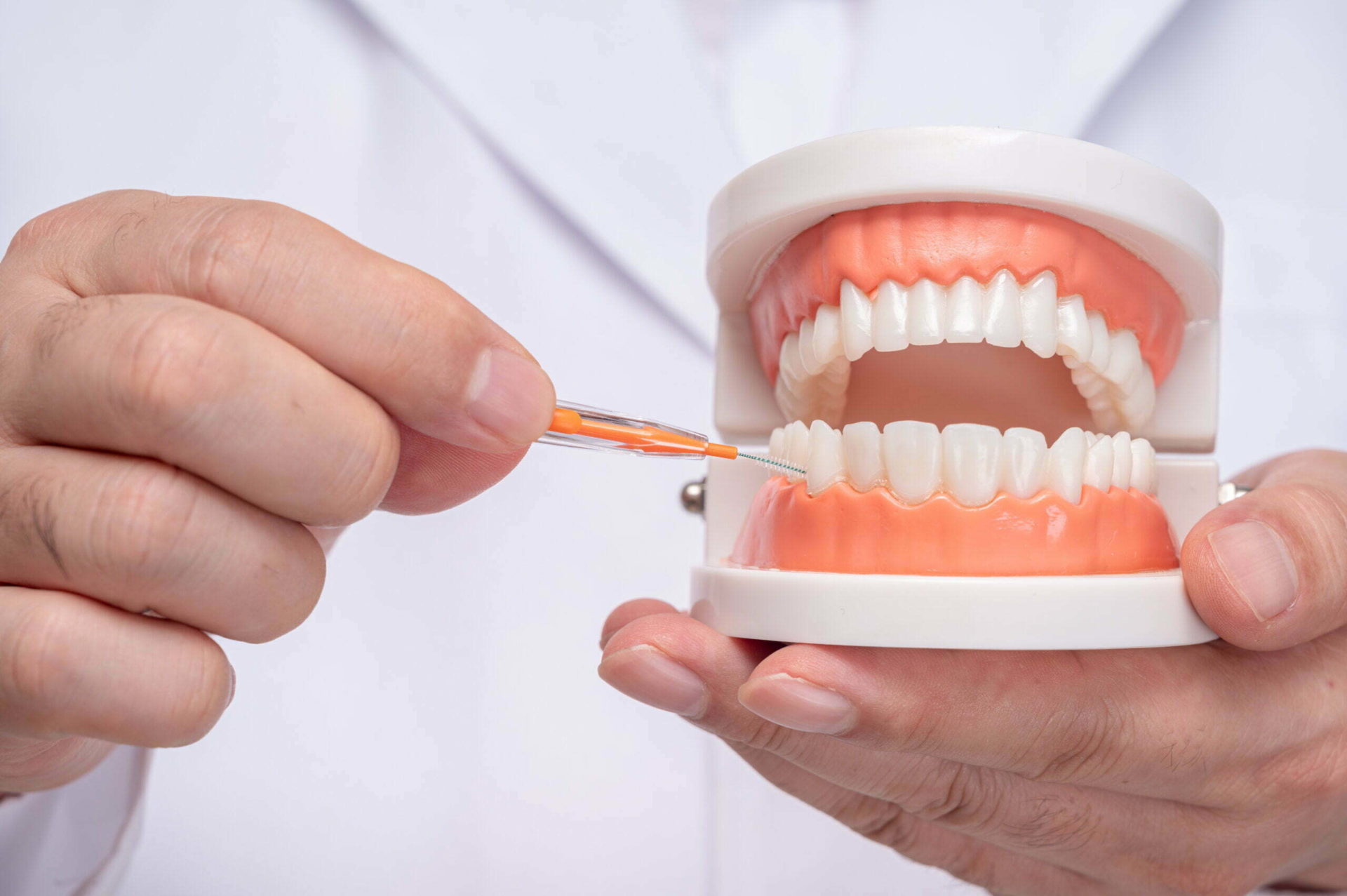A dentist holding a tooth model and an interdental brush.